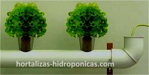 Cultivo hidroponico.