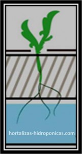 hortalizas hidroponicas