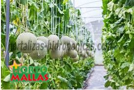 cultivo de melones en hidroponia